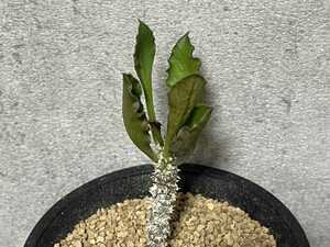 Euphorbia ambovombensis Rauh & Raza ユーフォルビア　アンボボンベンシス　塊根植物　コーデックス　多肉植物　マダガスカル　【PLANET】