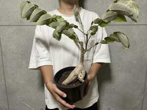 鉢つき 特大株 Phyllanthus mirabilis フィランサス ミラビリス コーデックス 多肉植物 塊根植物 コーデックス パキポディウム 【PLANET】