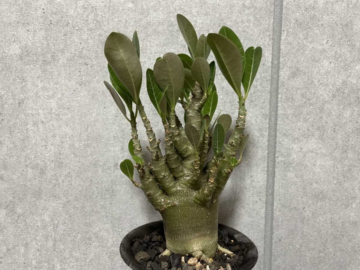 激レア/超極太/塊根植物】アデニウム アラビカム GBNK - dramarcelaqueiroz.com.br 激レア/超極太/塊根植物】アデニウム アラビカム GBNK - dramarcelaqueiroz.com.br