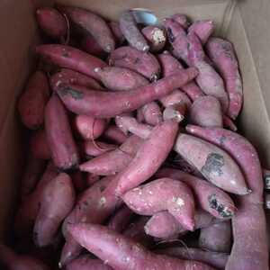 シルクスイート　約1キロ　芋屋のサツマイモ