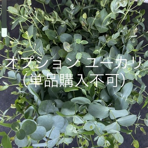 【オプション】*ユーカリシルバードロップ* 30㎝規格 10本 単体で購入不可!爽やか良い香りがします♪