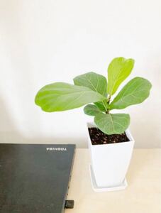ゴムの木 カシワバゴム フィカス・リラータ 受皿付き