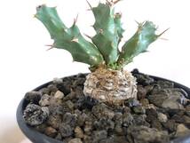 ユーフォルビア クラビゲラ Euphorbia clavigera　活着済み_画像1