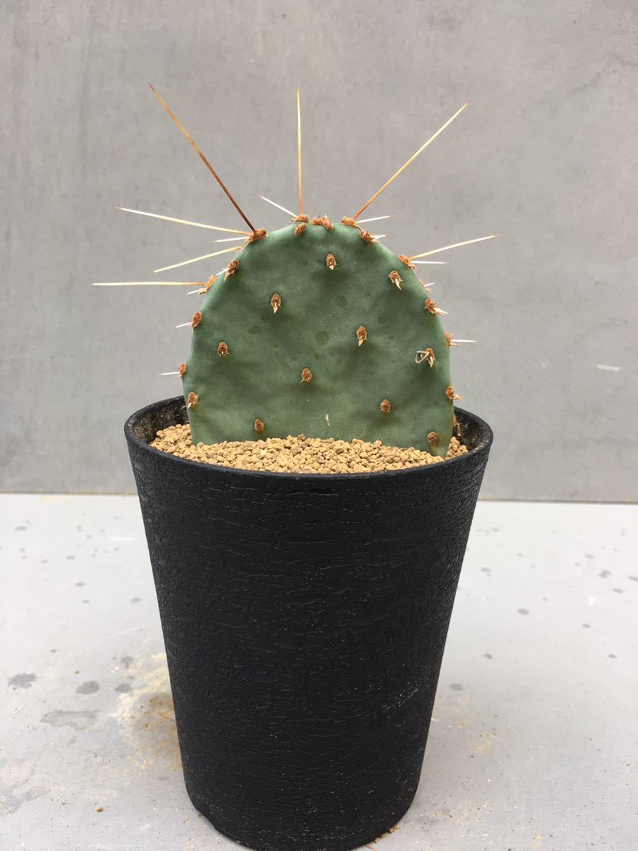 Opuntia macrorhiza(オプンチア・マクロリザ)原産地 米国南西部 輸入株