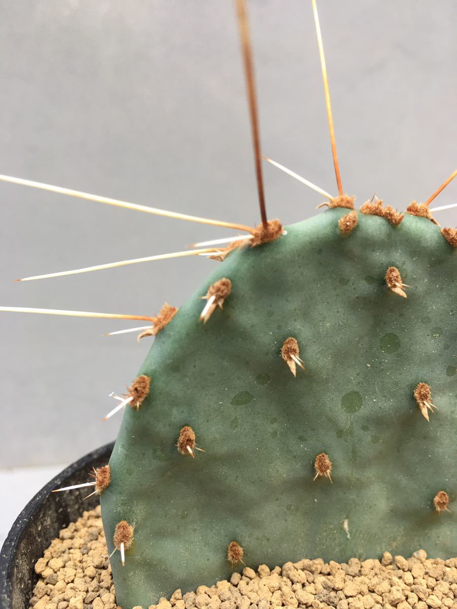 Opuntia macrorhiza(オプンチア・マクロリザ)原産地 米国南西部 輸入株