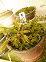 食虫植物　　ナガバノモウセンゴケ　　尾瀬産　　大1株_画像4