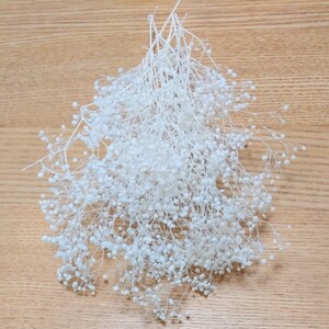 かすみ草カスミ草ホワイト白プリザーブドフラワードライフラワー花材ハーバリウム 大地農園パラパラ花材