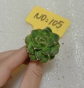 美株アガベ サイズ3.0cm Agave succulents/A型 王妃笹の雪 A型 ビクトリア 竜舌蘭 王妃ビクトリアレジーナ A型　NO105