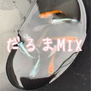 ダルマメダカの卵MIX 20+α