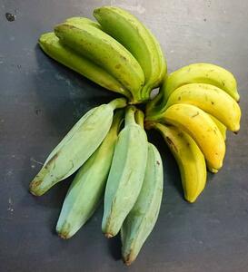 沖縄本島北部産！お得な国産　元祖島バナナ他2種！食べ比べ！３種バナナセット！