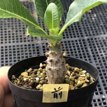 パキポディウム ウィンゾリー × バロニー交配種 国内実生B　Pachypodium windsorii × baronii 検索)グラキリス　塊根植物_画像2