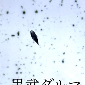 【メダカ】墨武ダルマめだか 有精卵20個+α 墨武 黒 ダルマ体型 めだか