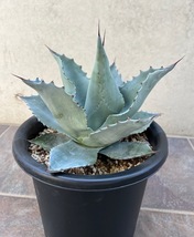 アガベ　オバティフォリア　Agave Ovatifolia ON_画像2