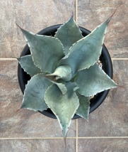 アガベ　オバティフォリア　Agave Ovatifolia ON_画像6