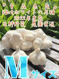 青森県産にんにく 福地ホワイト六片種 令和4年 ニンニク Mサイズ 製品 1キロ 新物