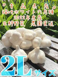 青森県産にんにく 福地ホワイト六片種 令和4年 ニンニク 2L LLサイズ 製品 1キロ 新物