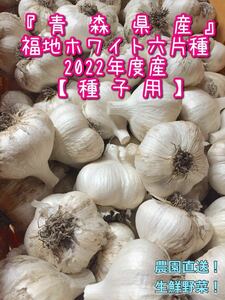 青森県産にんにく 福地ホワイト六片種 令和4年 ニンニク 種子用 1キロ 2L LLサイズ 新物 土付き 
