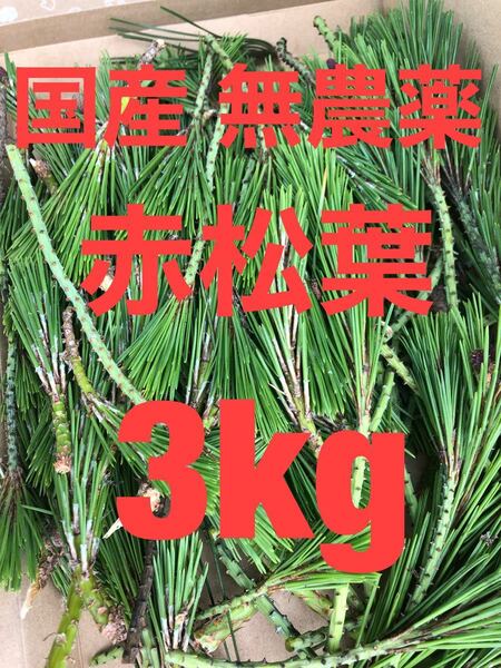 国産無農薬 赤松葉3kg 枝付き