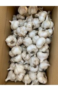 にんにく　種用にんにく　青森県産ホワイト六片にんにく　Lサイズ１kg
