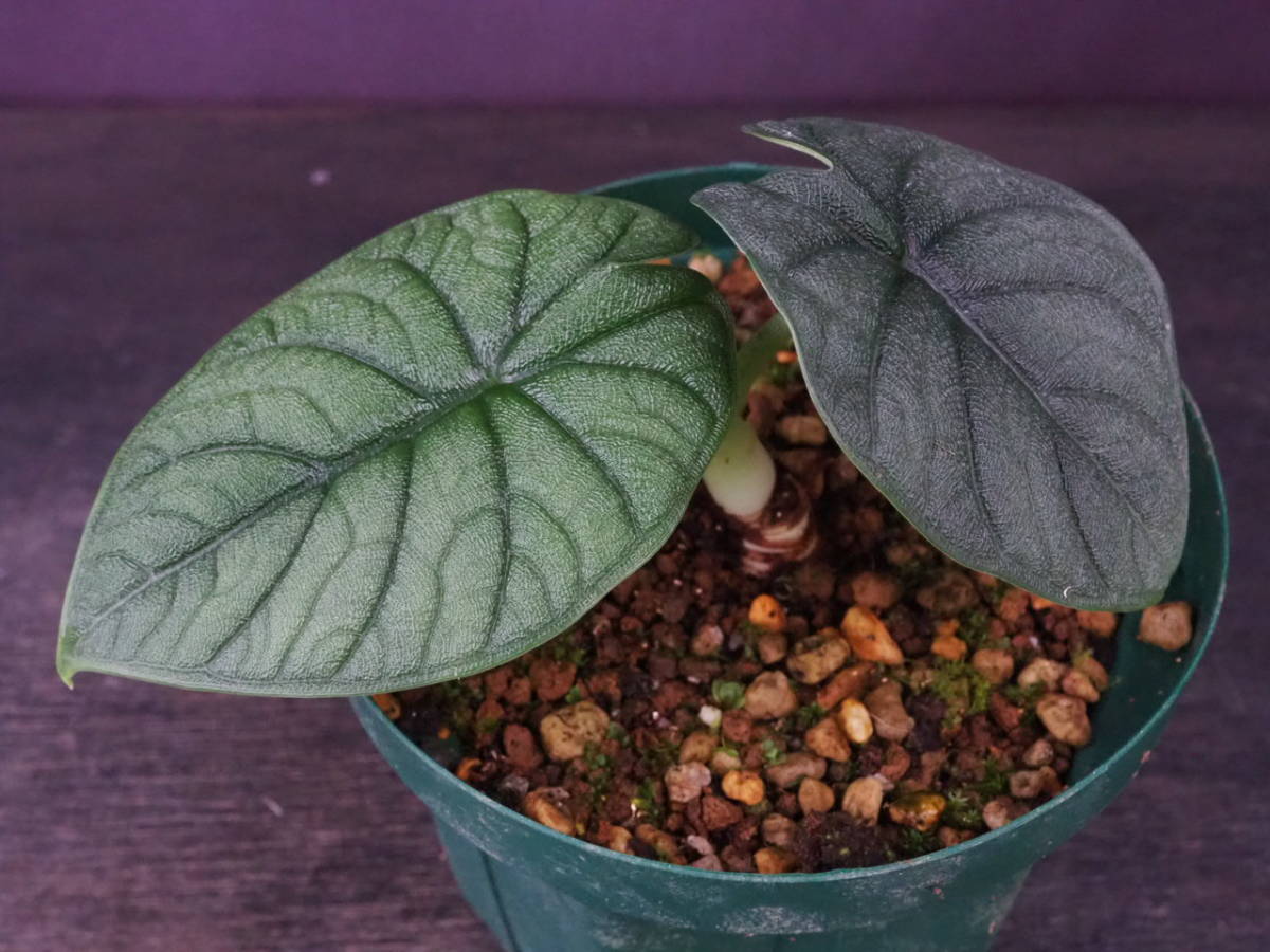 ヤフオク! -「アロカシア メロ」(観葉植物) の落札相場・落札価格