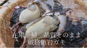 大量 無選別 九十九島 岩ガキ 14キロ(滅菌処理済み) 大ぶり 長崎 九州 佐世保 新鮮 【送料別】 生食