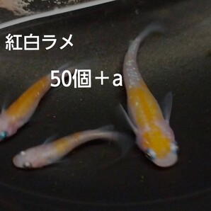 紅白ラメ 紅白メダカ 紅白ラメメダカ 紅白 有精卵50個+a