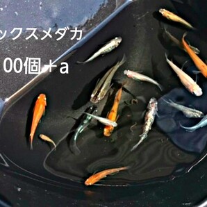 ミックスメダカ 有精卵100個 三色メダカ 幹之 雲州 深海 楊貴妃 琥珀 ラメ