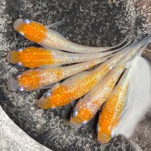 紅白ラメ 有精卵20個+α メダカ