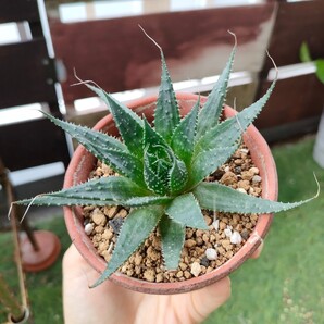 ガステロエ ハオルチア アロエ