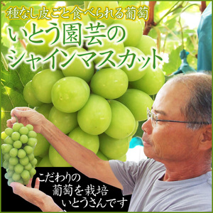早期送料無料☆シャインマスカット【鳥取県産】10月上旬~予約順に出荷【常温】2-4房入で1箱約2kgぶどうブドウ