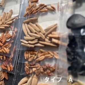パキポディウム グラキリス ブレビカウレ 恵比寿笑 5種の種子