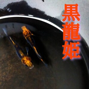 【極美】黒龍姫 メダカ 有精卵30+α