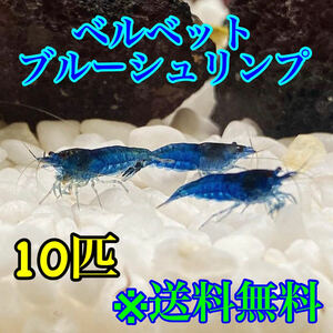【送料無料】ベルベットブルーシュリンプ 10匹(エビ えび シュリンプ アクアリウム 金魚 水槽 水草 生体 インテリア カラー)
