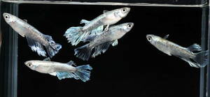 【Azuma】　◆最新品種◆　グランブルーキッシングワイドフィン(尾鰭血統）　◆画像の♂3♀2　計5匹 　