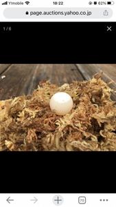 岡山県産 すっぽん 卵 10個 訳あって食用 天然採取 有精卵