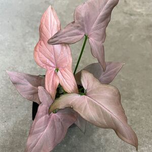 ☆シンゴニューム ネオン 3.5号