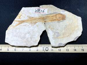 .. fish (Lycoptera) fossil *2-12*50g( China production fossil specimen )