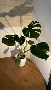 モンステラ デシリオーサ Monstera deliciosa 大型モンステラ 幹立ち