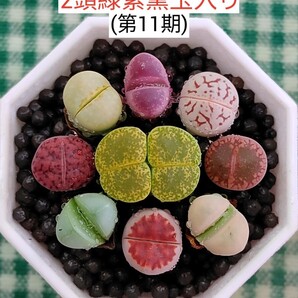 S366 土付き 2頭緑紫熏入り おまかせカラフルセット多肉植物リトープス抜き苗