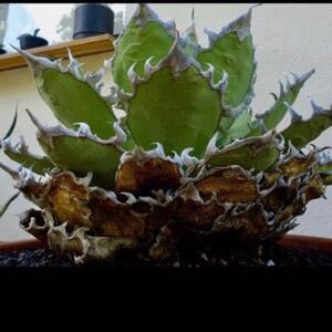 カキコ oteroi FO-076 強棘 titanota チタノタ オテロイ 親株US.CAL #02