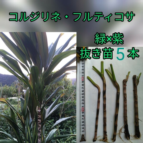 コルジリネ・フルティコサ 緑×紫 抜き苗5本
