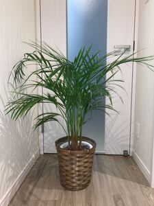 観葉植物 アレカヤシ 高さ90cm 直径:70cm〜80cm プラスチック鉢( 直径21cm高さ23cm)籠・受皿付