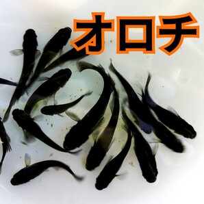 オロチ(極黒)の有精卵 50個+@個 送料無料