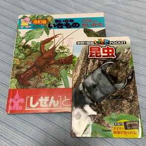 ちいさないきもの　学研　昆虫