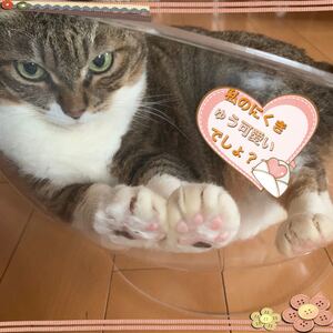猫のおもちゃ 猫じゃらし クリアボウルベッド 可愛いにくきゅう見放題