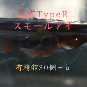 【希少】五式TypeRスモールアイ 有精卵30個+@ めだか 楊貴妃 幹之 サファイア ラメ メダカ オロチ