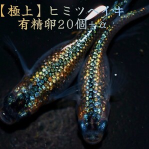 値下げ中!【極上】ヒミツヘイキ 有精卵20個+@ (ラメ王×忘却の翼) めだか 幹之 ラメ 忘却の翼 ラメ王 サファイア