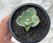  アガベ　パリー　トランカータ　斑入り　Agave parryi var. truncata　子株 _画像5