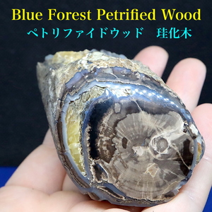 【送料無料】ワイオミング州産ブルーフォレスト 珪化木 ペトリファイドウッド 127g PFW019　 鉱物 標本 原石 天然石 パワーストーン