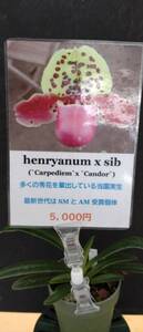 【北軽ガーデン】*パフィオ*Paph. henryanum ×sib*原種*パフィオペディラム系*雲南省原産*